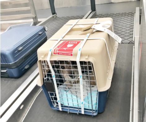 益阳宠物托运 宠物托运公司 机场宠物托运 宠物空运